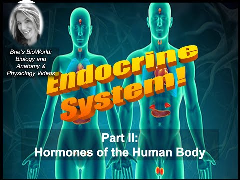 Endocrine System: Hormones of the Body