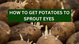 HOW TO GET POTATOES TO SPROUT EYES - preparation for planting