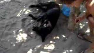 preview picture of video 'susto al perro de La Ticla el negro'