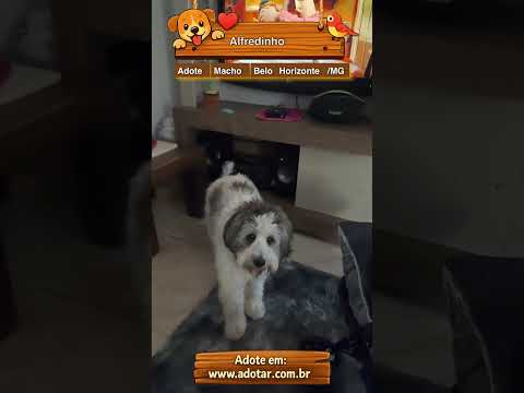 Vídeo de Alfredinho