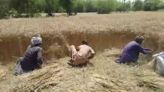 preview picture of video 'Gundam ki katai 2019 ( 2 ) گندم کی کٹائی #Punjab #Wheat #Crops #Pakistan'