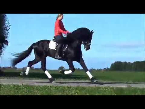 Stal Okkema's Double Trouble