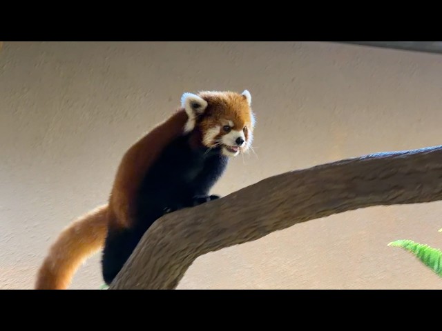 Taipei Zoo red panda Chi-Chi settles in at Singapore Zoo