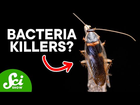 Strange sources of future Antiobiotics - Video Series