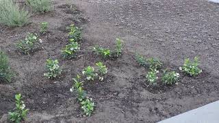 How Newly Planted Gardens Show Your Ultimate Beautiful Garden