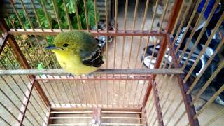 Download lagu Anak sirtu/cipo belajar ngriwik. mp3 Download lagu Anak sirtu/cipo belajar ngriwik. mp3