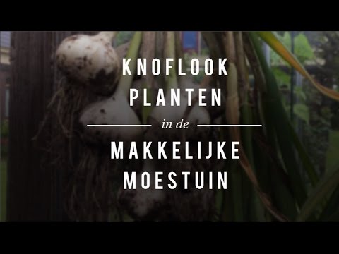 , title : 'Knoflook planten in de Makkelijke Moestuin'