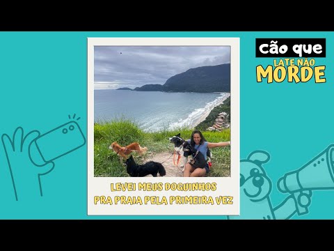 Levei meu cachorro à praia pela primeira vez: dicas e cuidados essenciais