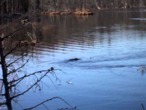 pourquoi les castors ont la queue plate