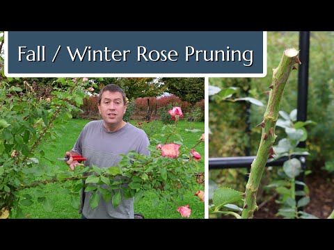 Fall and Winter Rose Pruning