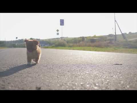Dog  | Puppy Dog Running on Road