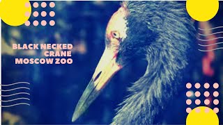 Черношейный журавль Московский зоопарк Black necked Crane Moscow Zoo
Подпишитесь на канал https://www.youtube.com/c/ziminvideo
Черношейный журавль. Московский зоопарк.
Музыка - Александр Зимин.
Отряд: Журавлеобразные. Семейство: