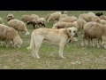 Pastor de Anatolia - Pastor de anatolia Mascota ? Raza de perro