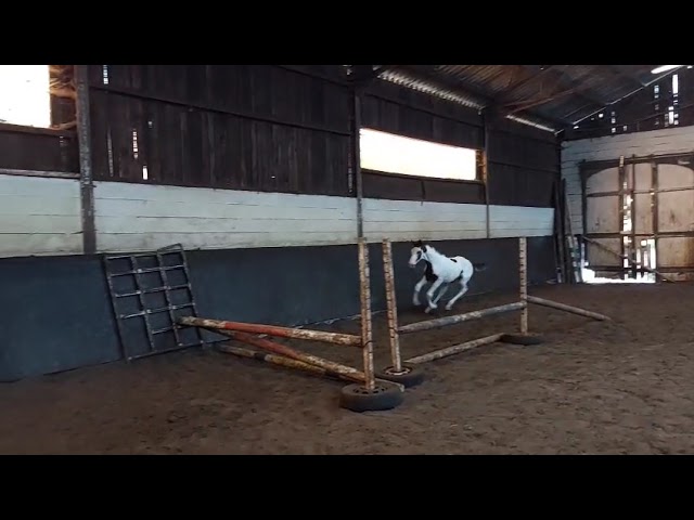 Loose jump movie at home foal Denver St. Hubertushoeve (VDM de Muze x Cesar ter Linden).