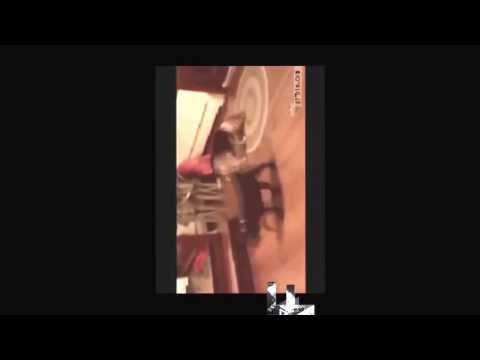 Tiere müssen nicht nett und süß sein !! Sie können auch gemein und schlau sein !!