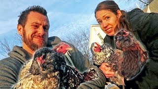 How many chickens do we have?