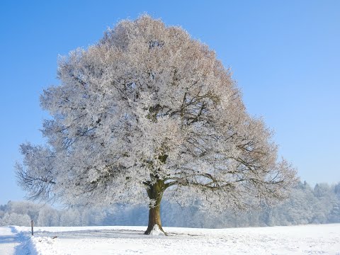 Veni, veni, Emmanuel (13.Jhdt./Satz: A.M.Schronen) - Frauenensemble vocal orange