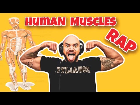 MUSCLES OF THE BODY RAP 🎵 | EASY & FUN Way to Memorize the Muscles | Anatomy (FUNdamental RAPS)