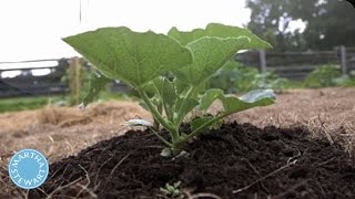 The Trick to Growing Zucchini in Your Garden - Martha Stewart