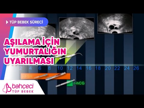 Aşılama için yumurtalığın uyarılması 2
