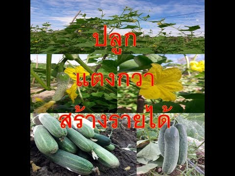 คุณสามารถละเลงครีมสมาชิก ความแรง 22