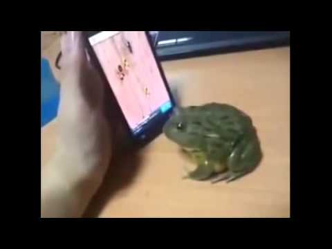 TOP 10 videos engraçados para Whatsapp