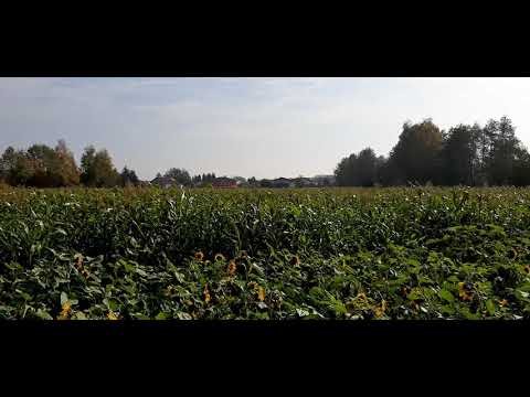 Sirenenprobe SES1200 180° Fernaufnahme