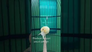 Download lagu kenari paud jantan. mp3 Download lagu kenari paud jantan. mp3