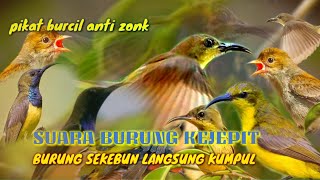 Download lagu SUARA SOGON KEJEPIT... ||pikat burcil anti zonk mp3 Download lagu SUARA SOGON KEJEPIT... ||pikat burcil anti zonk mp3