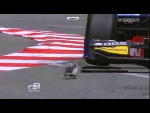 Antes de pássaros que morrem