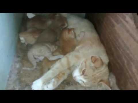 Barn cat nursing her six kittens.