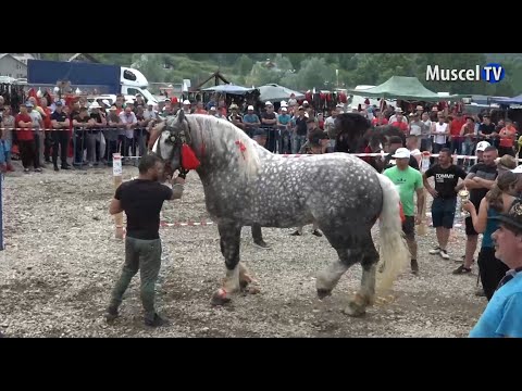 Jurnal MUSCEL TV 10.07.2023 Târg de cai la Hârtiești, ediția a III-a, 2023