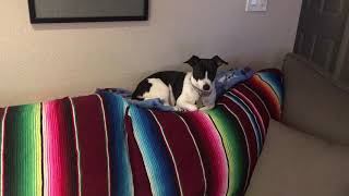 Tuffy sings with Jackie Shane