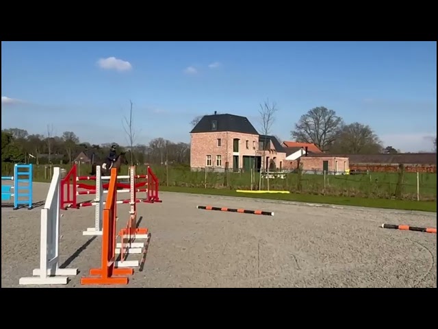 gaits under the saddle