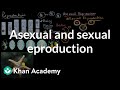 Asexual and sexual reproduction | High school biology | Khan Academy