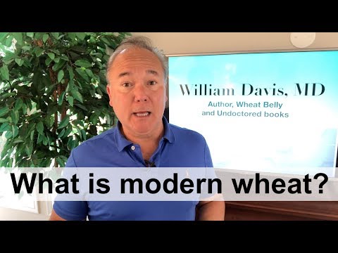 What is modern wheat?
