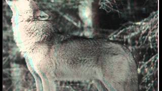 PART OF THE PACK [MALAYSIAN MIX #7]