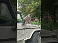 Langoor Leaf Monkey Long Tailed Monkey Found In Asia Species Genus Semnopithecus Monkey