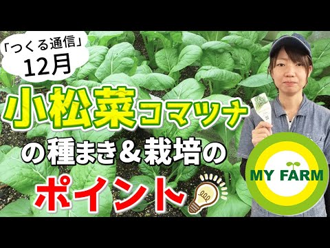 サイバイについて詳しく解説