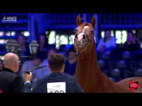 N.109 JAHAMAL DE CARTHEREY - Paris 2017 - Senior Stallions (Class CM6A)