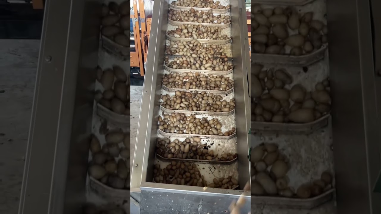 Potato washing