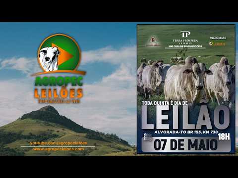 Agropecleiloes.com - AO VIVO - LEILÃO GADO DE CORTE | TERRA PRÓSPERA LEILÕES-ALVORADA-TO 07/05/2026