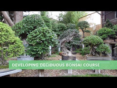 Developing Deciduous Bonsai - trailer