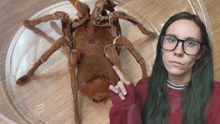 Zelda cyst update (Goliath Bird Eating Tarantula)