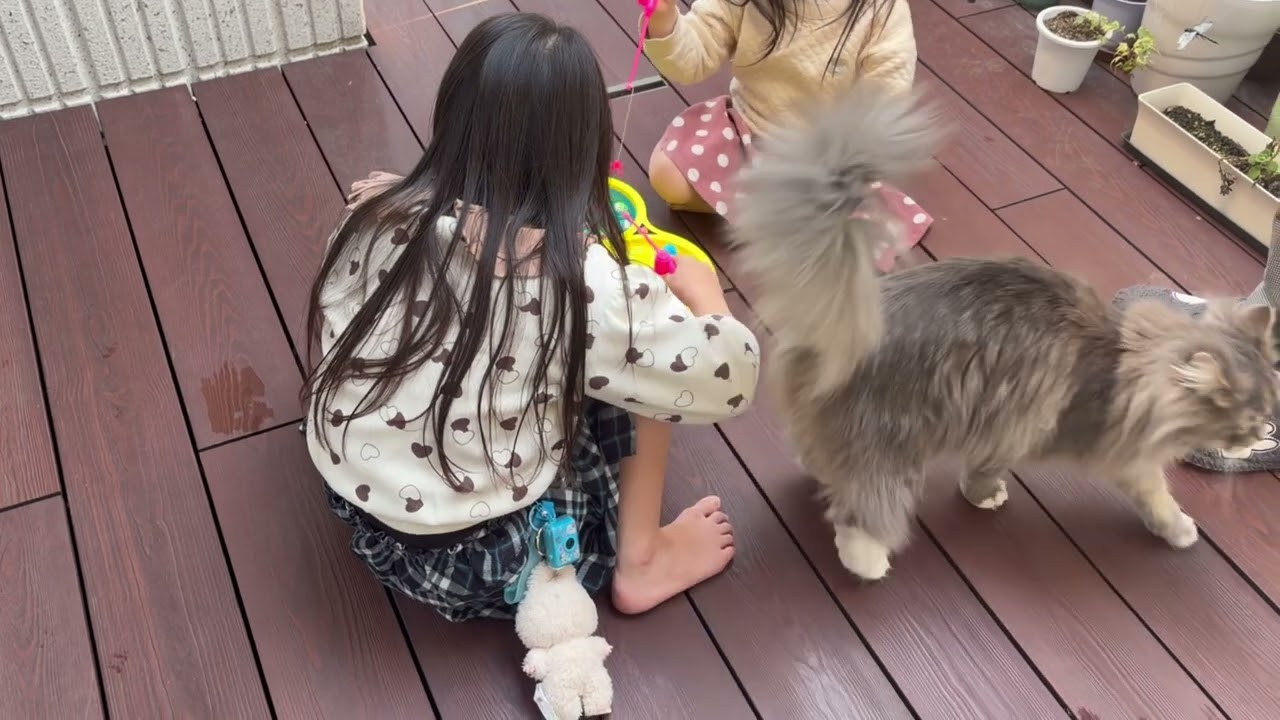 🔍もママが来ると安心する猫　サイベリアン