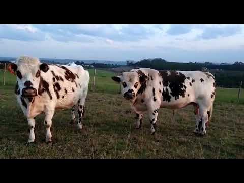 Raça de Gado Normando