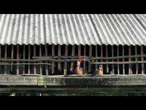 Video Profile Desa Gunung Makmur