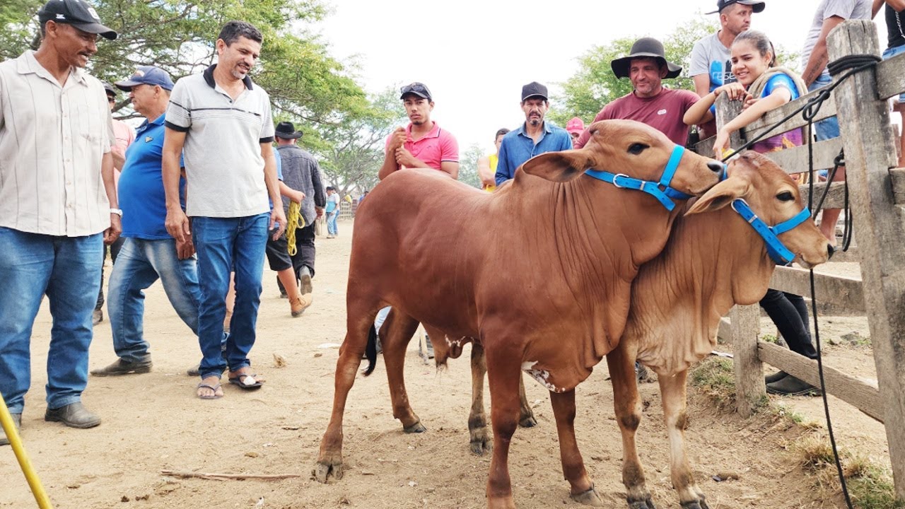 GADO DE LUXO SÓ EM CACHOEIRINHA-PE 24-10-2024 #nordeste.