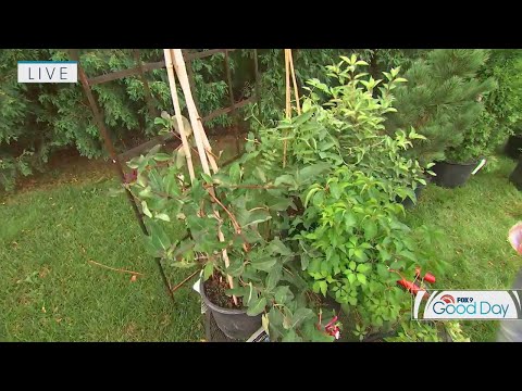 Tips for creating a living fence