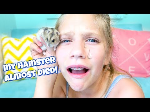 My Hamster Almost DIED! Shopping for Hamsters Bigger Cage at PetSmart